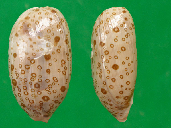  p>百眼宝螺(学名: i>talparia argus /i>):是腹足钢宝螺科的 a