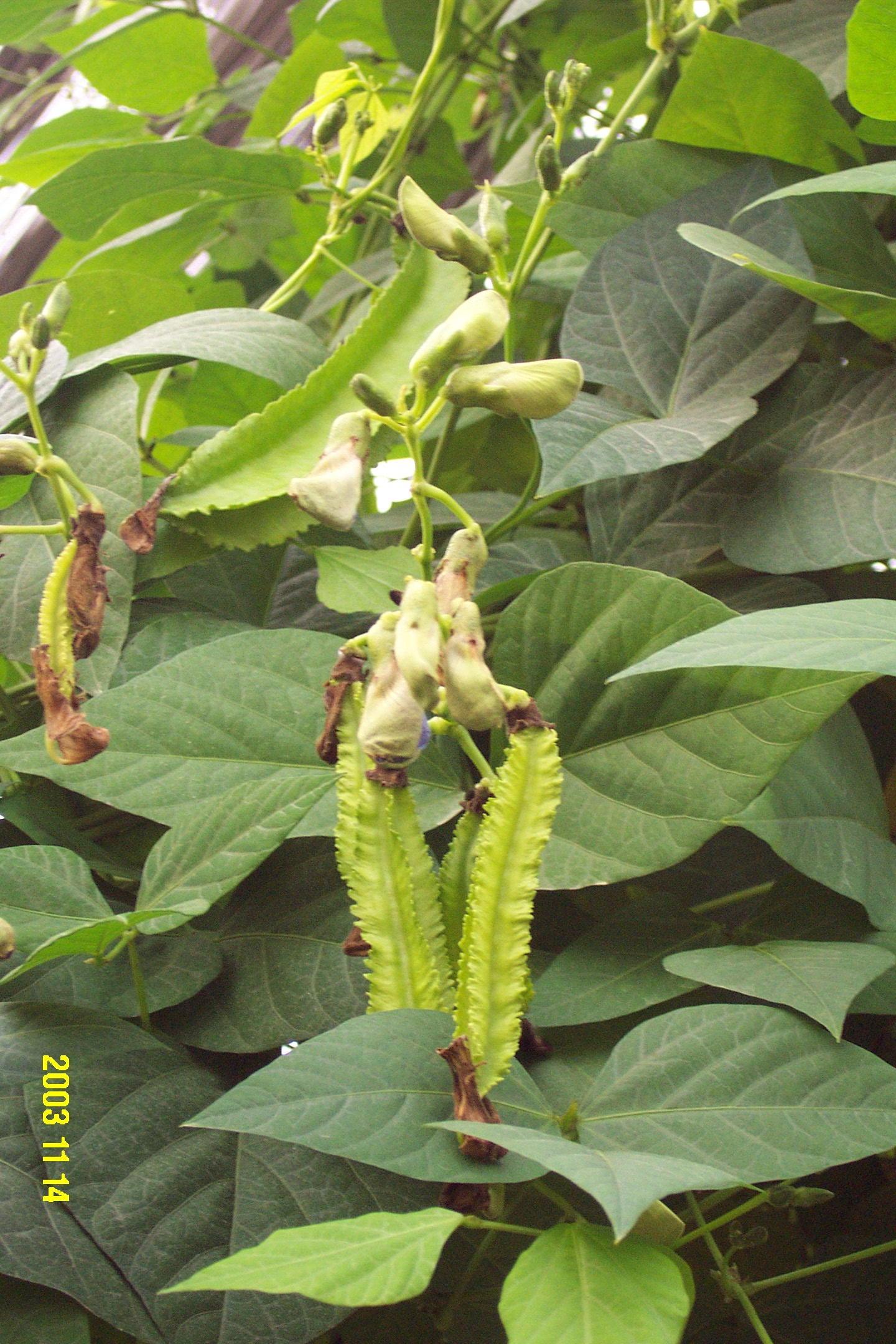 一年生或多年生攀援 a href="#" data-lemmaid="541696">草本 /a>植物