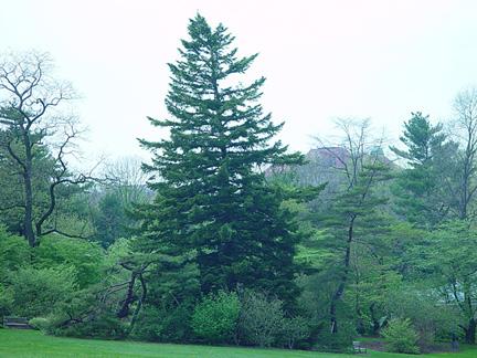  p>臭冷杉(拉丁学名: b>abies /b>  b>nephrolepis /b> (trautv.