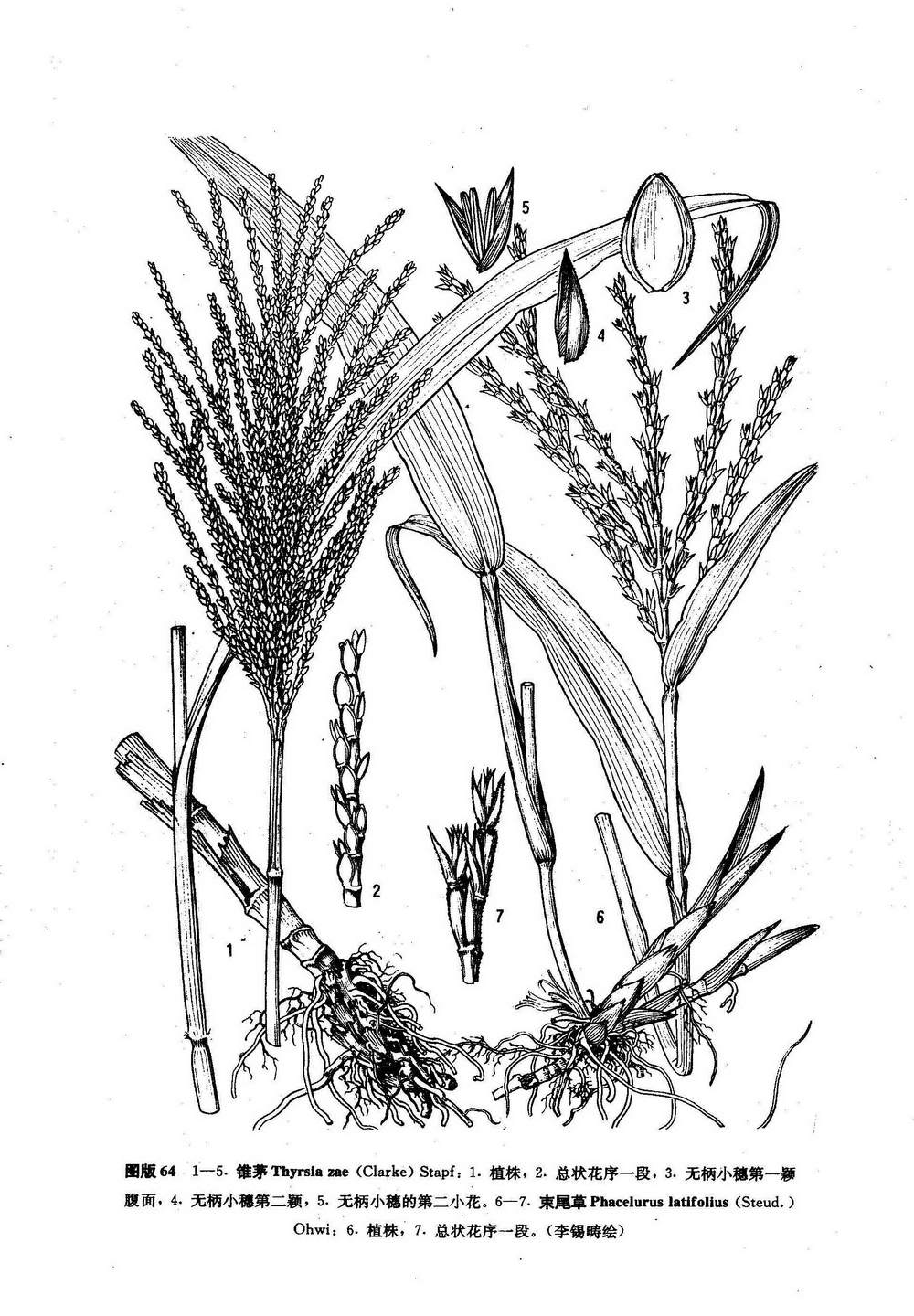  p>束尾草(学名: i>phacelurus latifolius  /i>(steud.
