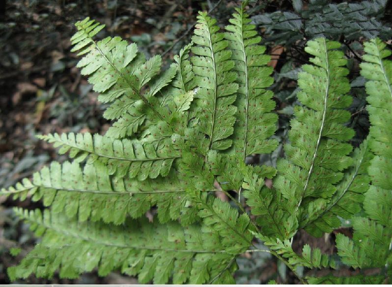  p>多羽复叶耳蕨(学名: i>arachniodes amoena /i> (ching) ching)是