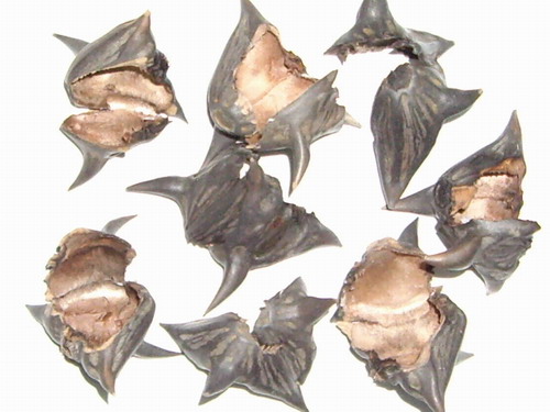  p> a href="#" data-lemmaid="8864971">四角菱 /a>(学名: i>trapa