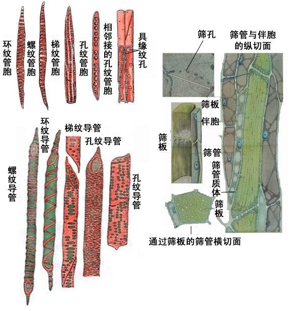 木本树种中,木质部由 a target="_blank" href="/item/导管/2284867"