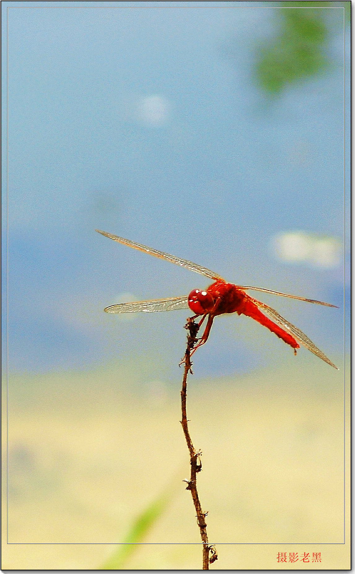 红蜻蜓