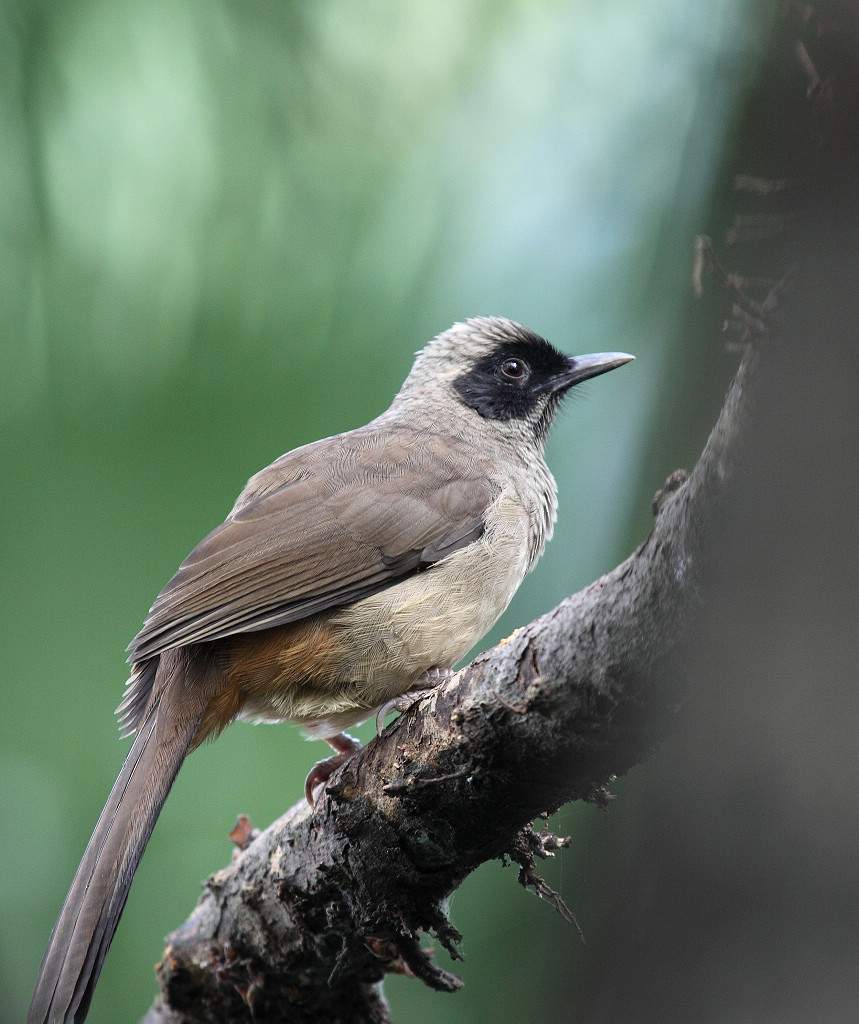  p>黑脸噪鹛(学名: i>garrulax perspicillatus /i>):中型鸟类,体长27