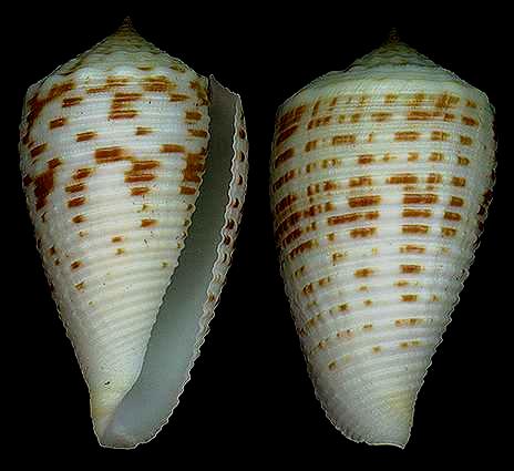  p>罗兰芋螺是芋螺科, a href="#" data-lemmaid="13571915">芋螺属 