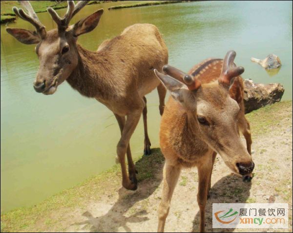 海沧野生动物园