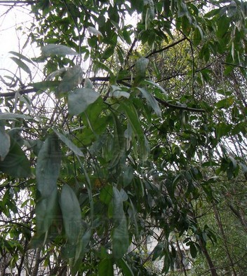  p>光叶槭,是一种 a data-lemmaid="7333429">槭树科 /a>, a data