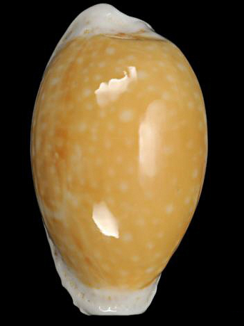  p>淡黄宝螺(学名:erosaria cernica cernica)是