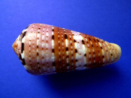  p>彩虹芋螺(学名:pionoconus aurisiacus)壳表有浅红色横带,贝壳厚实