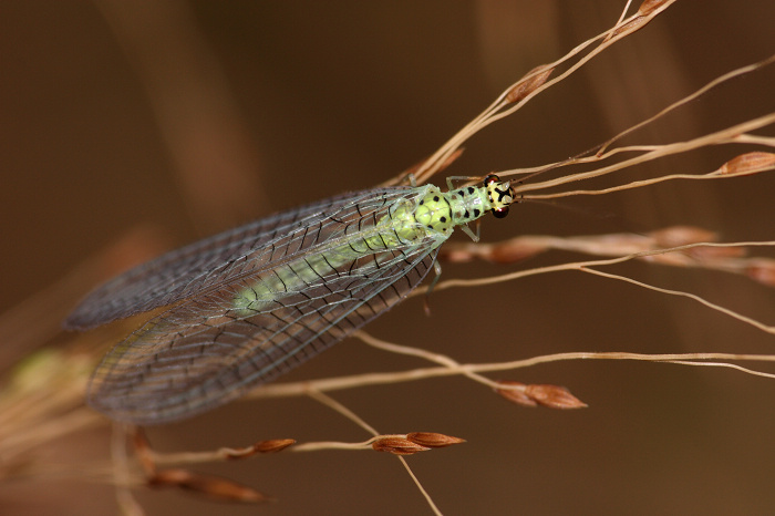  p>棉铃虫, i>helicoverpa armigera  /i>(hübner), a href="#" data