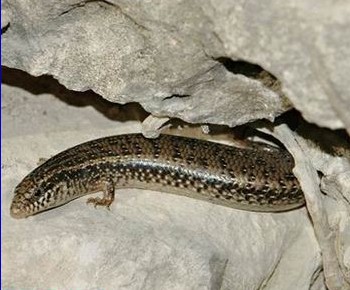 ="#" data-lemmaid="5005028">石龙子属 /a>的爬行动物,俗名石蛇子