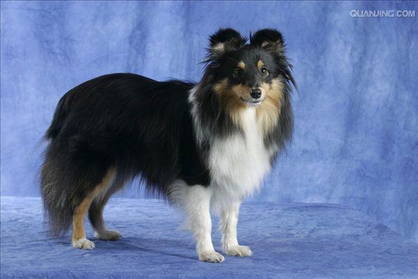 喜乐蒂牧羊犬