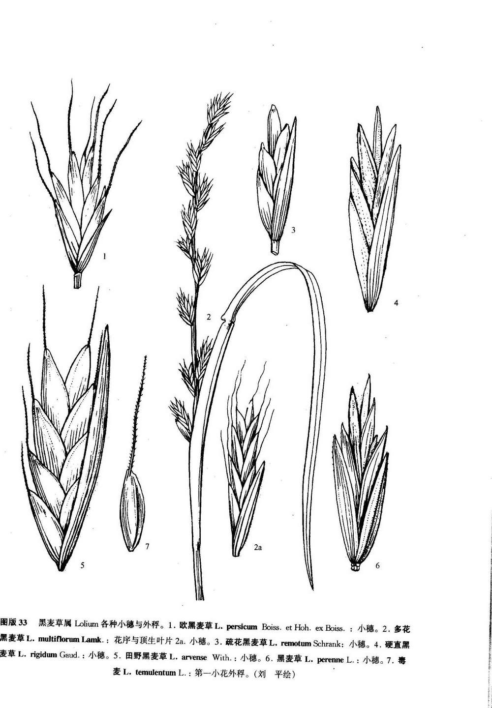  p>疏花黑麦草,禾本科黑麦草属下一个物种,一年生.