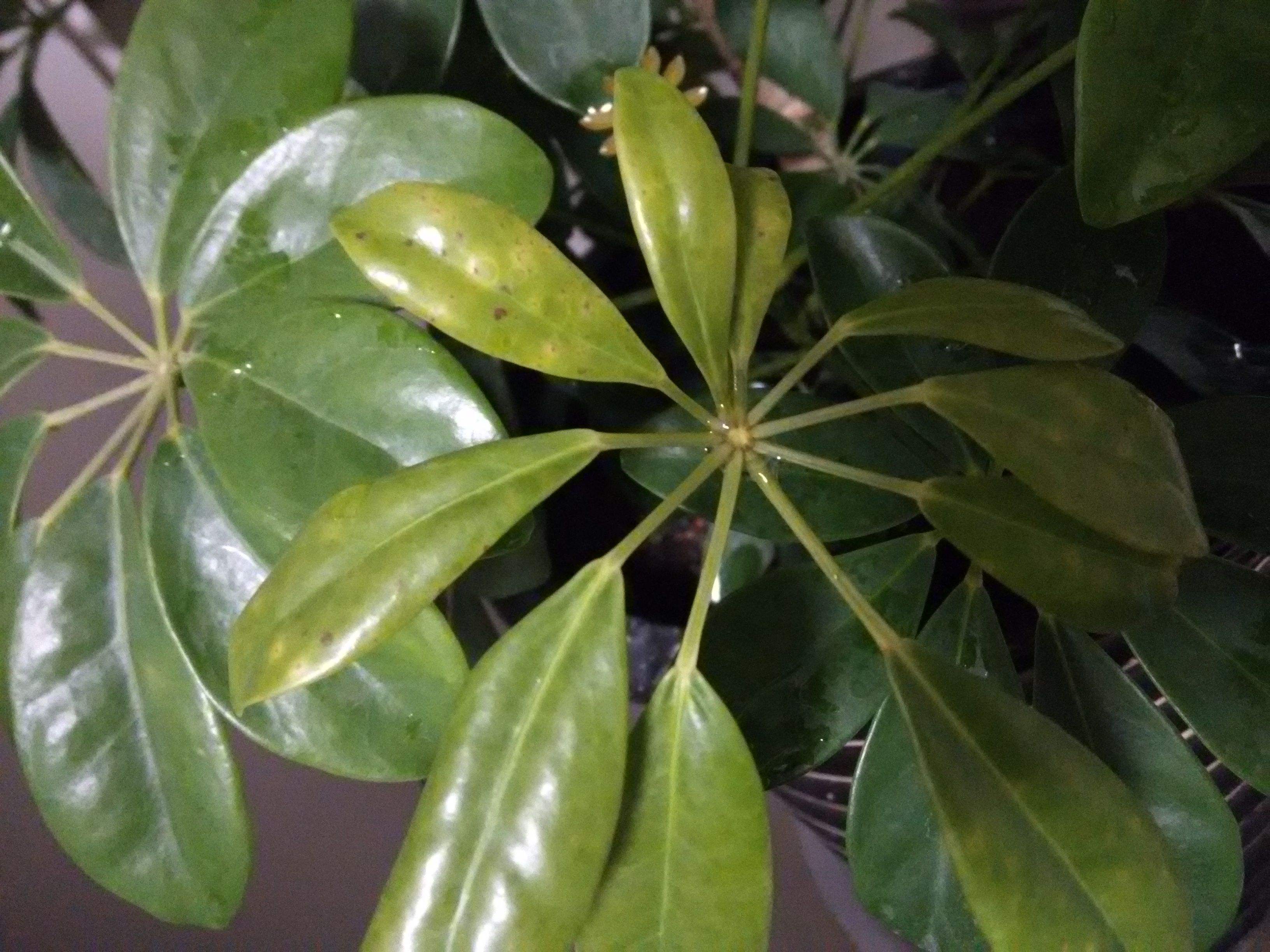 五加科,鹅掌柴属藤状灌木,叶柄纤细,圆锥花序顶生,花白色,花期7月
