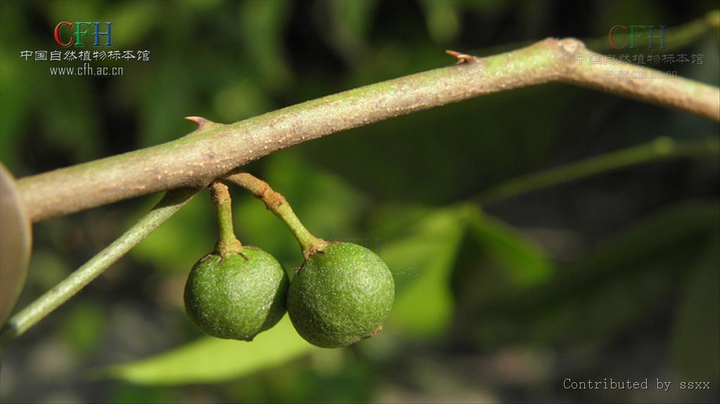 p>异叶花椒,学名:zanthoxylum ovalifolium wight.