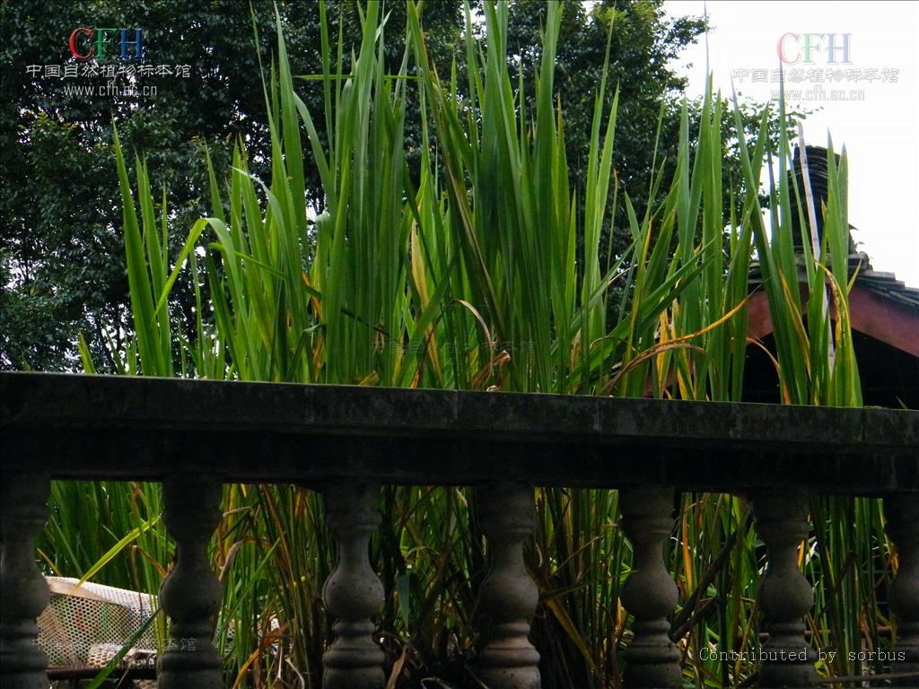  p>菖蒲(学名: i>acorus calamus /i> l.