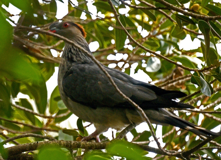 lopholaimus antarcticus