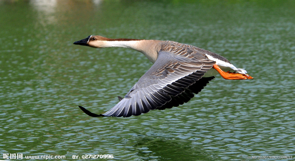 大型候鸟,属 a target="_blank" href="/item/国家二级保护动物