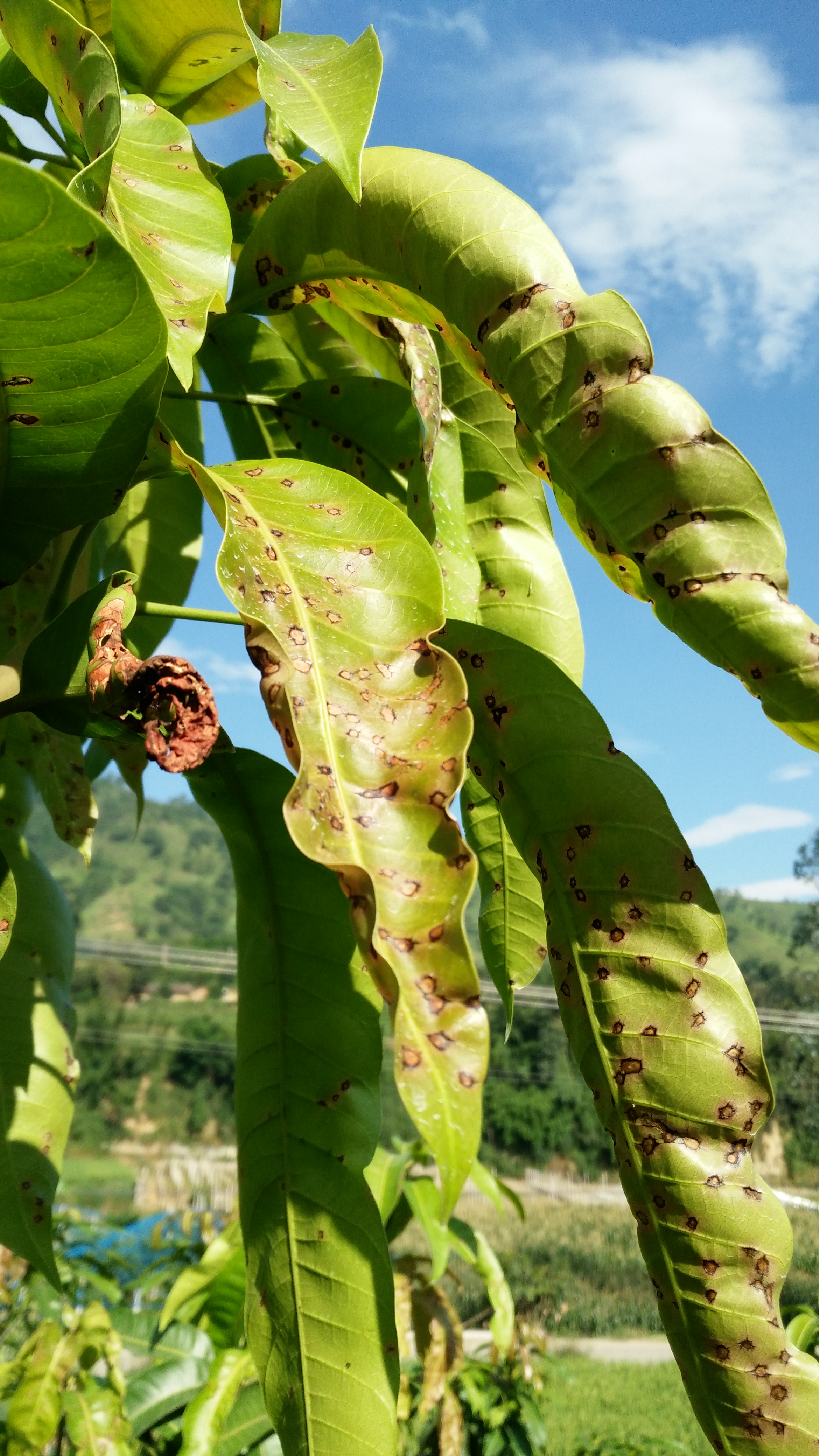 芒果茎点霉叶斑病
