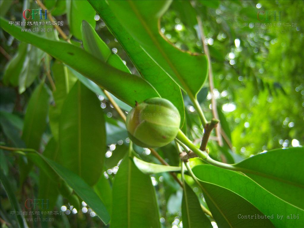  p>鹊肾树(学名: i>streblus asper /i> lour.