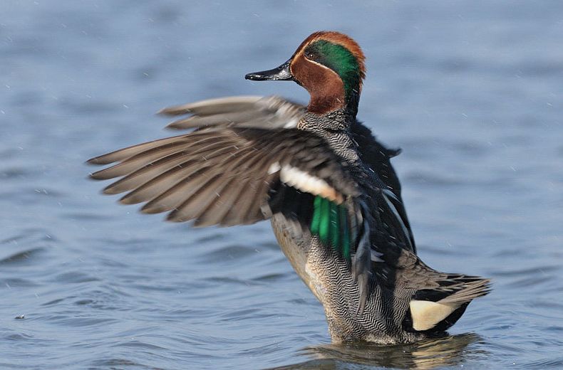  p>绿翅鸭(学名: i>anas crecca /i>)是小型鸭类,体长37厘米,体重约0.