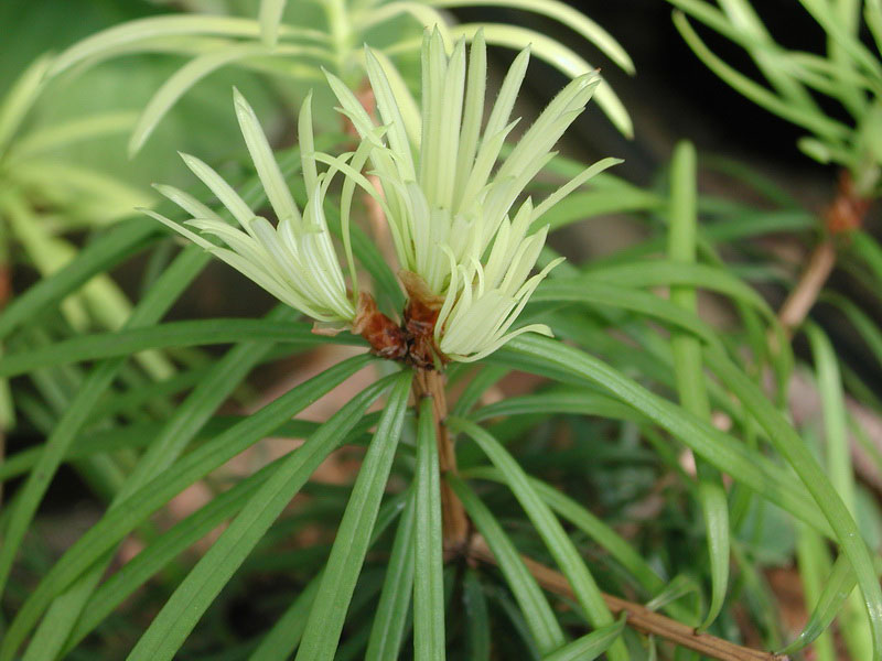  p>银杉(学名: i>cathaya argyrophylla  /i>chun et kuang):树皮暗