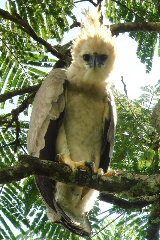  p>美洲角雕(学名: i>harpia harpyja /i>)是大型猛禽,体型大,喙和爪