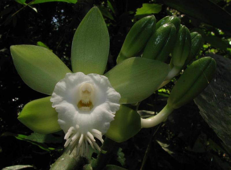  p>大香荚兰(学名: i>vanilla siamensis /i>  rolfe ex downie):草质