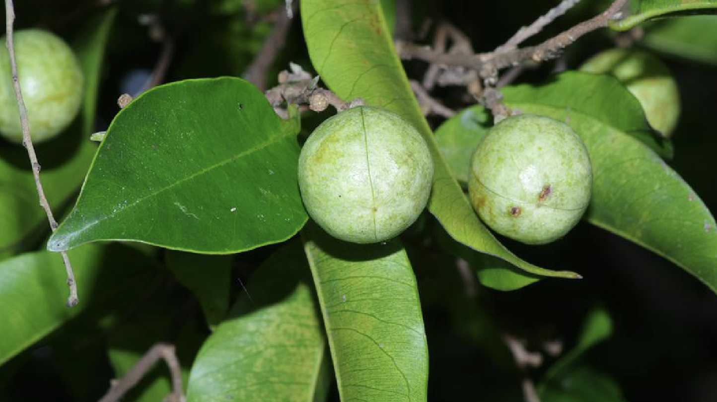 是瑞香科沉香属植物,为常绿乔木,植株高达20米.