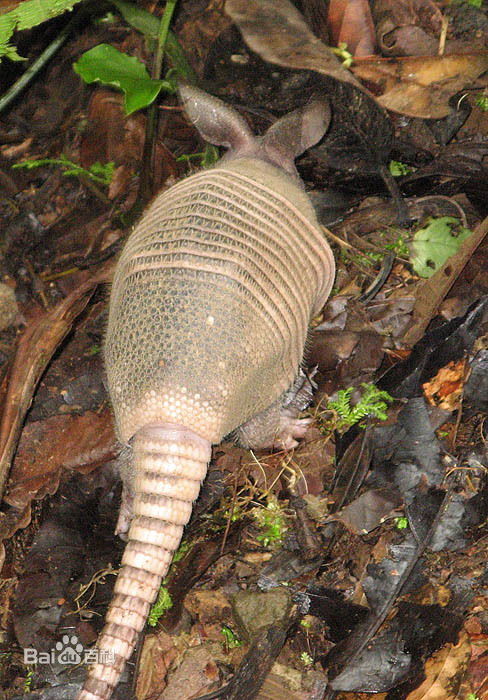  p>九带犰狳(学名: i>dasypus novemcinctus /i>)上体两侧和4肢外侧常