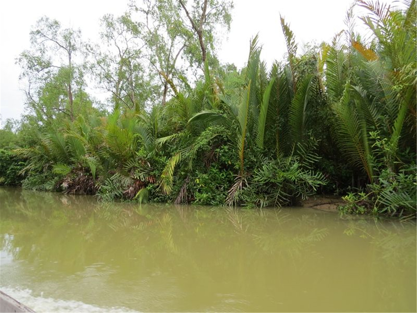  p>水椰(学名: i>nypa fructicans /i> wurmb.