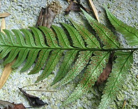 暗棕色,有时中部较厚,略呈暗黑色,卵形,尾状长渐尖,边缘有短毛状细齿