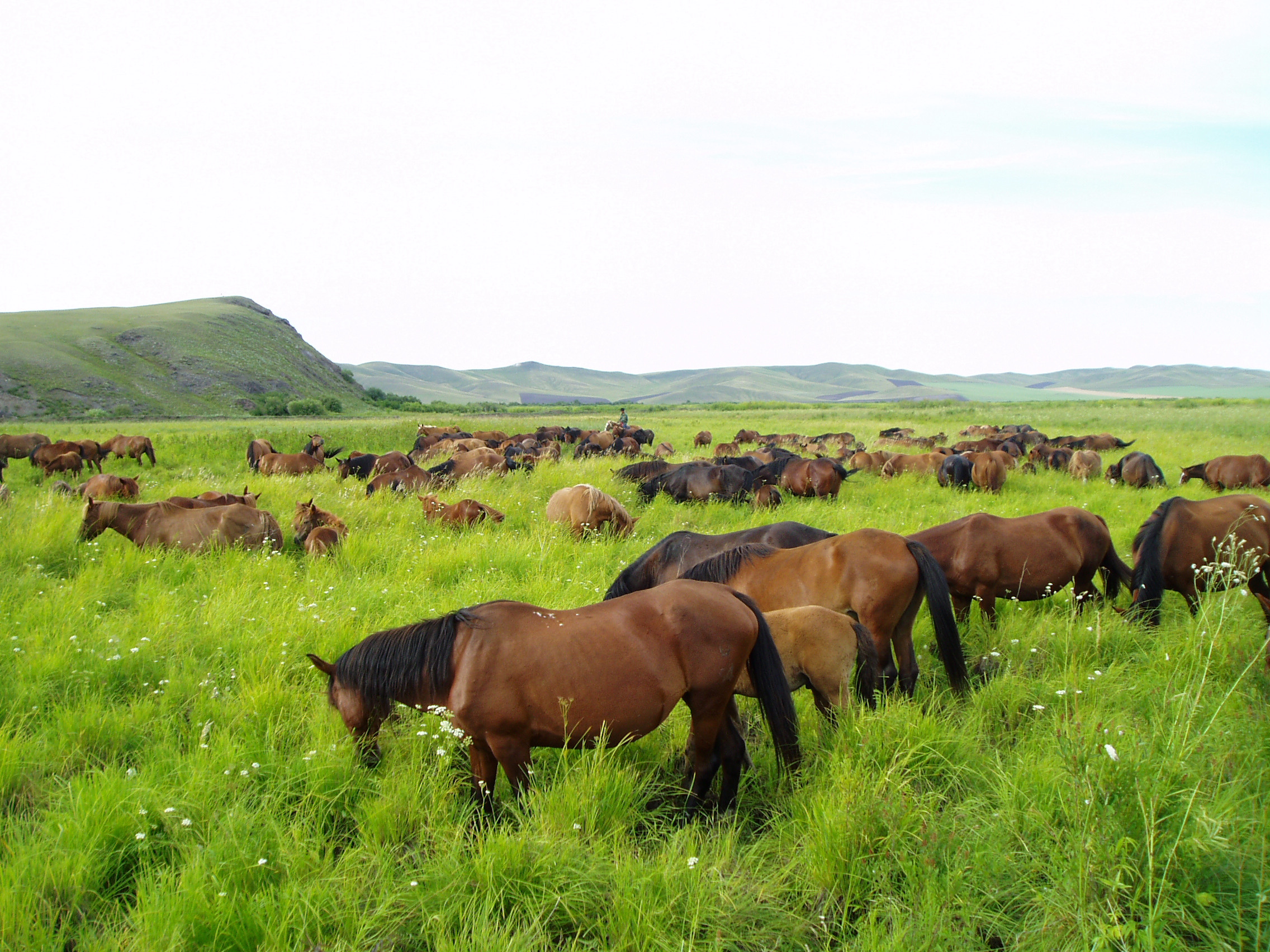 三河马旅游景区