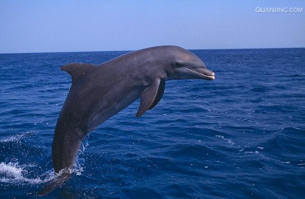 宽吻海豚