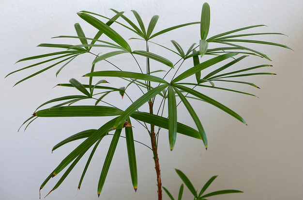  p>矮棕竹(学名: i>rhapis humilis /i>  bl.