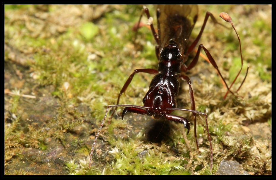  a target="_blank" href="/item/大齿猛蚁属/9096432" data-lemmaid=