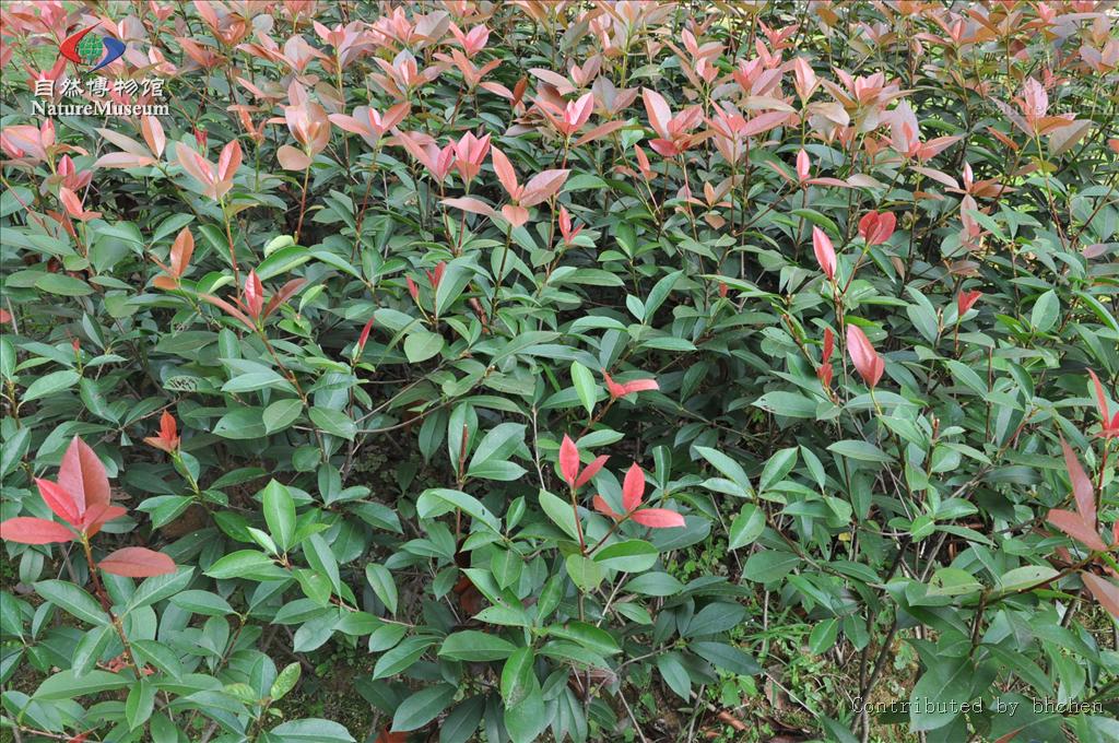 红叶石楠简介(红叶石楠简介牌) - 0415花卉网