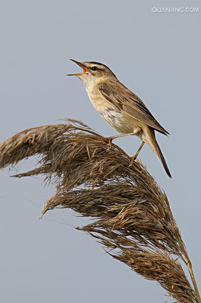  p>芦苇莺(学名: i>acrocephalus scirpaceus /i>):体型较小,翅长52