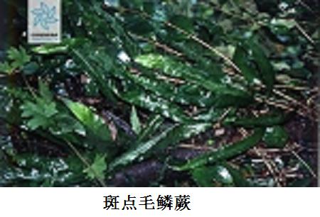 tricholepidium maculosum (christ) ching