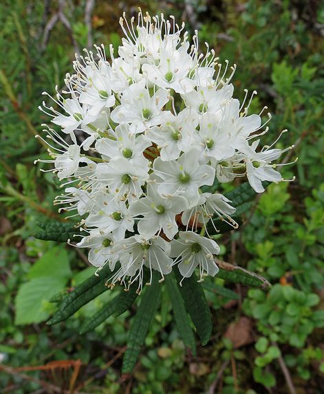decunbens ait),杜鹃花科,杜香属,变种与原变种的区别在于植株更矮小