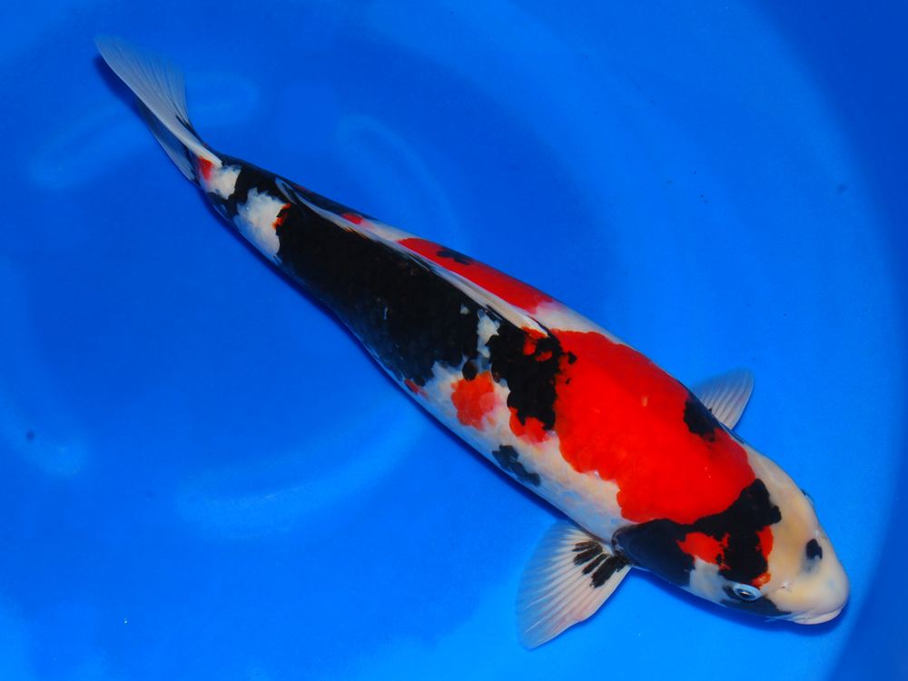 data-lemmaid="743327">昭和 /a> showa)出于上世纪三十年代的日本 a