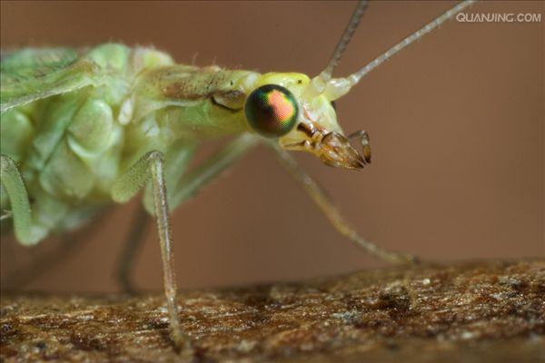 ">昆虫纲 /a>的 a target="_blank" href="/item/脉翅目/1536453"