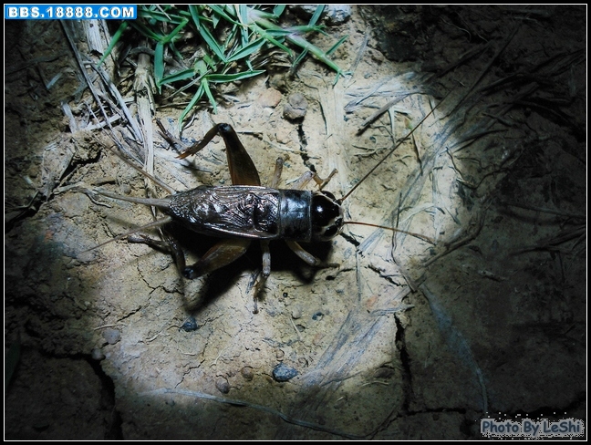  p>磬蛉又名松蛉,铁弹子,铁蟋, a target="_blank" href="/item/刻点