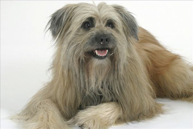  p>比利牛斯牧羊犬原产于法国及 a href="#" data-lemmaid="744030">