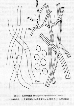 担孢子宽椭圆形到近球形,透明,薄壁,4-7× 4-4.5μm. /p>