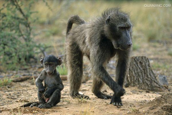  p>狒狒(学名: i>papio /i>):灵长目 a target="_blank" href="/item