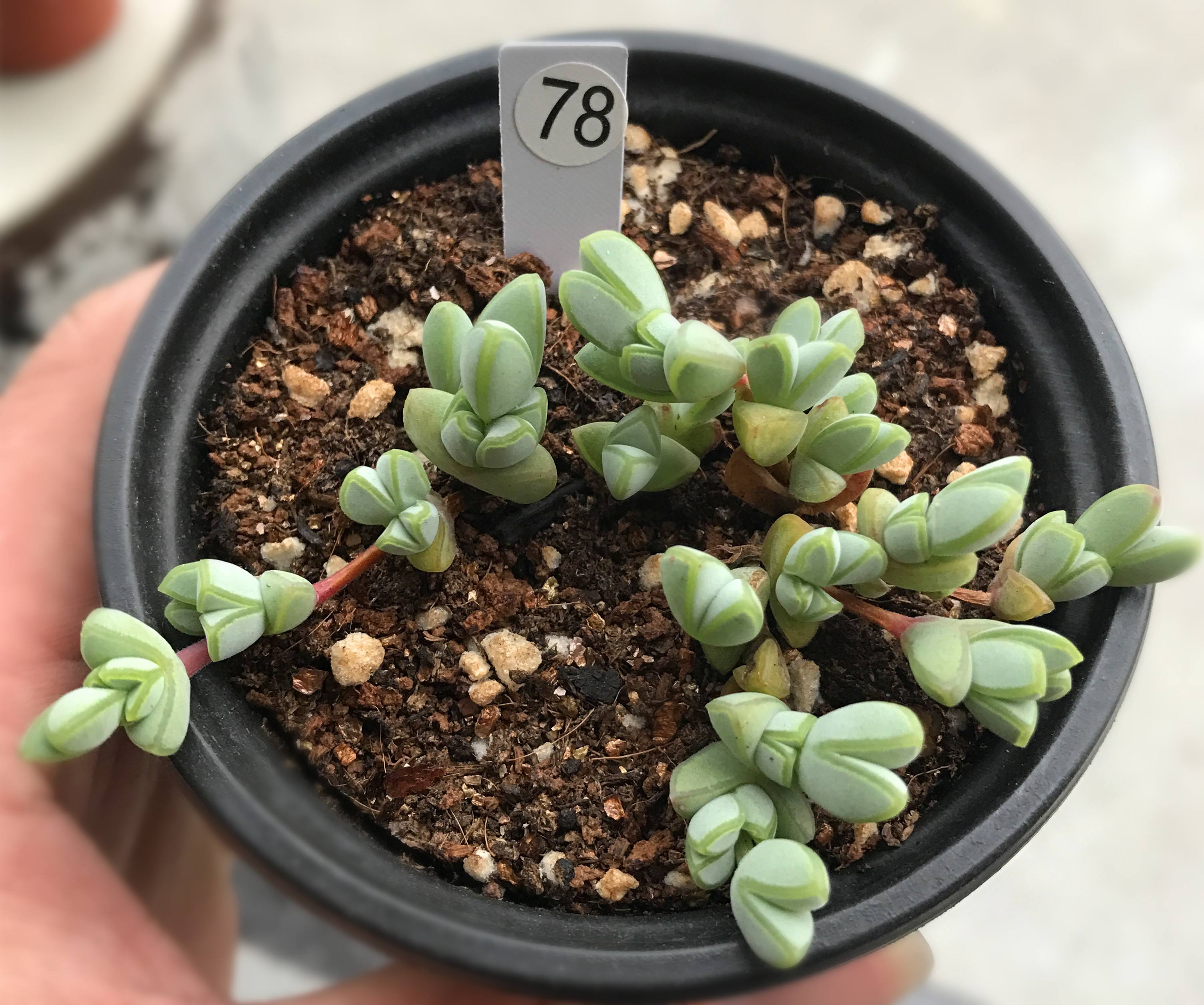 莲(braunsia maximiliani)是番杏科叠碧玉属的多年生常绿多肉草本植物