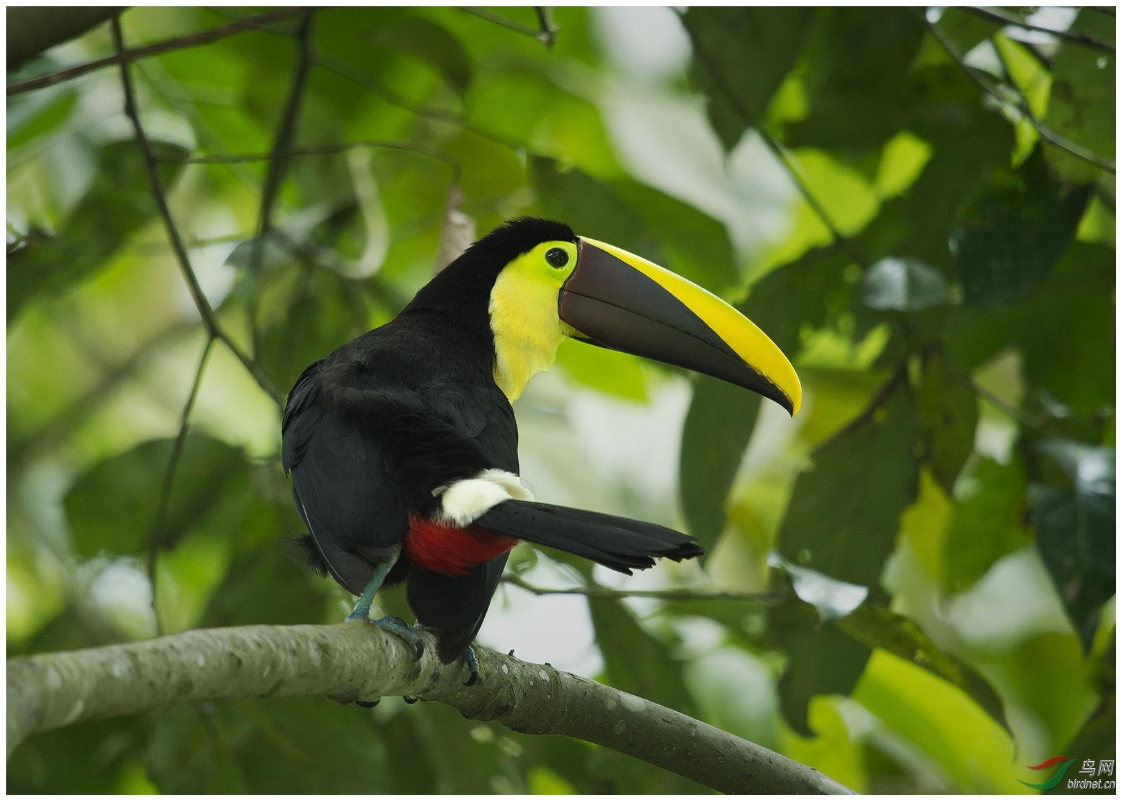 chestnut-mandibled toucan