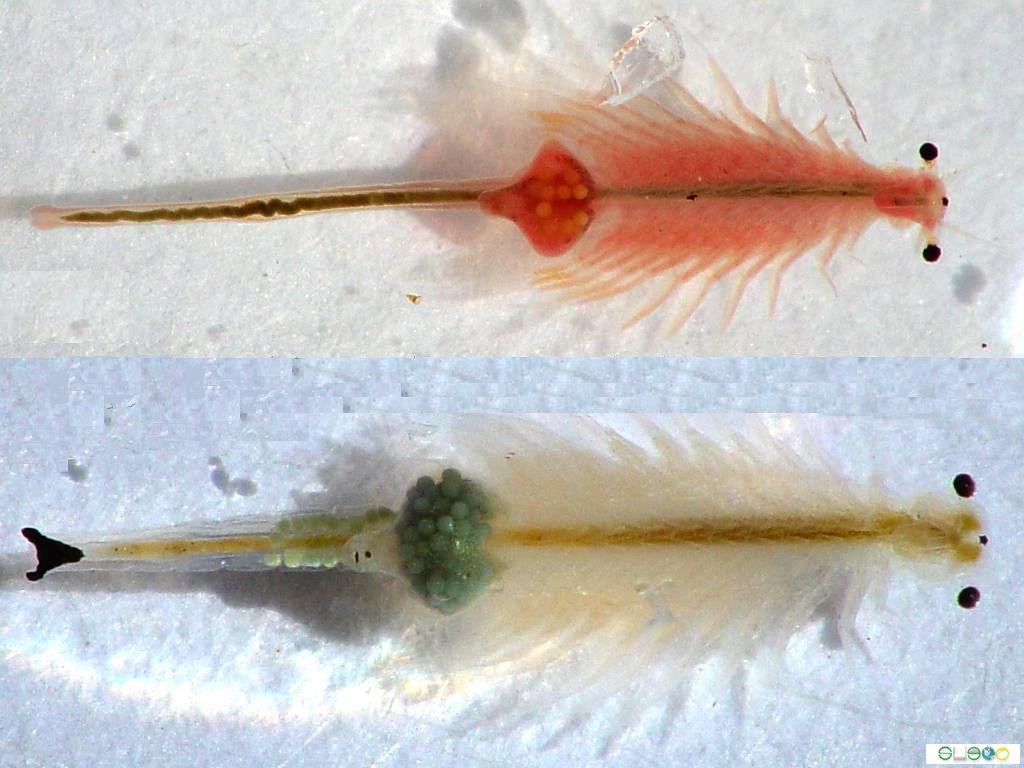  p>卤虫(brine shrimp)也称盐水 a>丰年虫 /a>.
